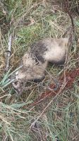 Лот: 25787598. Фото: 3. Барсучий жир. Красота и здоровье