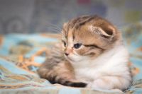 Лот: 2186160. Фото: 2. шотландские клубные котята 2. Животные и уход