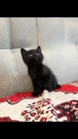 Лот: 13968939. Фото: 3. Котятки. Растения и животные