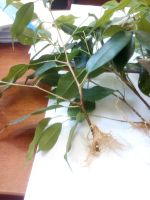 Лот: 17940650. Фото: 2. фикус бенджамина черенок с корнями. Комнатные растения и уход