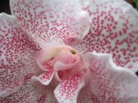 Лот: 1855837. Фото: 2. Неукорененный лист глоксинии Орхидс. Комнатные растения и уход