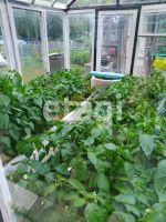 Лот: 25286013. Фото: 16. 2-комн. дача , посёлок Мир посёлок...