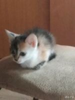 Лот: 13712265. Фото: 2. Котята. Животные и уход