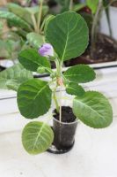 Лот: 3041474. Фото: 3. Глоксиния 5 (цветёт). Растения и животные