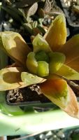 Лот: 10183123. Фото: 2. Хавортия truncata "tenuis" X cymbiformis... Комнатные растения и уход