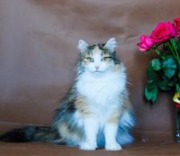 Лот: 12147027. Фото: 3. Кошка Вайнюта в хорошие руки. Растения и животные