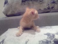 Лот: 12848843. Фото: 3. Котята. Растения и животные
