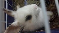 Лот: 5988090. Фото: 2. Карликовый кролик+ клетка. Животные и уход