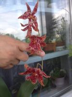 Лот: 7835293. Фото: 2. Орхидея Камбрия тигровая. Комнатные растения и уход