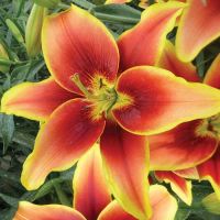 Лот: 12574746. Фото: 2. Лилии Кавери Авалон сансет. Семена, рассада, садовые растения