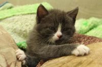 Лот: 3012882. Фото: 3. Котята, котенок, киска!. Растения и животные