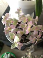 Лот: 19508832. Фото: 2. Каллизия розовая пантера. Комнатные растения и уход