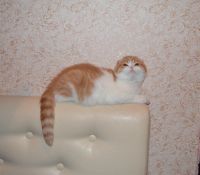 Лот: 3642199. Фото: 3. Продам прекрасного шотландского... Растения и животные