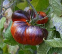 Лот: 15468165. Фото: 3. Пора сеять! Набор томатов экзотических... Для дачи, дома, огорода, бани, парка