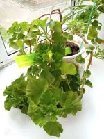 Лот: 20570034. Фото: 2. герань королевская. Комнатные растения и уход