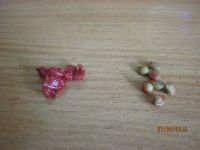 Лот: 5540480. Фото: 4. мурайя №2 сеянец. Красноярск