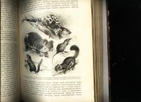 Лот: 15718667. Фото: 20. Происхождение животного мира доктора...