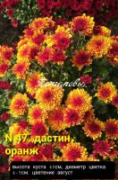Лот: 18390336. Фото: 5. Наборы хризантем 15 штук