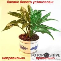 Лот: 1800879. Фото: 2. Крышка непотеряйка для объектива... Аксессуары, расходные материалы
