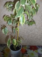 Лот: 25761784. Фото: 2. Фикус пятнистый. Комнатные растения и уход