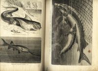 Лот: 16991270. Фото: 17. Альбом картин по зоологии рыб...