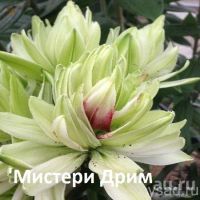 Лот: 11057836. Фото: 3. Лилия Эприкот фудж (из моего садаБсдетками... Для дачи, дома, огорода, бани, парка