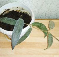 Лот: 20058185. Фото: 2. Хойя Hoya hypolasia, 3 узла. Комнатные растения и уход
