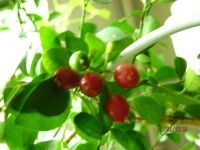 Лот: 7781234. Фото: 2. муррайя №38. Комнатные растения и уход