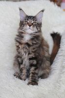 Лот: 11229130. Фото: 2. Котенок мейн-куна (кошечка). Животные и уход