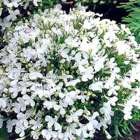 Лот: 6709273. Фото: 2. Лобелия еринус Riviera White... Семена, рассада, садовые растения