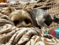 Лот: 25124090. Фото: 5. Вязка Йоркширский Терьер, случка