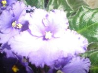 Лот: 921904. Фото: 2. Фиалка - вся в цвету! Фиолетовая... Комнатные растения и уход