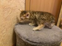 Лот: 10947013. Фото: 4. Золотые курильские кошечки. Красноярск