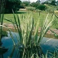 Лот: 9743127. Фото: 4. Аир болотный (Acorus calamus). Красноярск