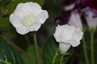 Лот: 3138585. Фото: 2. Глоксиния 16. Комнатные растения и уход