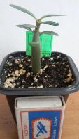 Лот: 7205536. Фото: 2. Адениум yellow mimosa (сеянец). Комнатные растения и уход