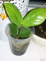 Лот: 10633206. Фото: 2. Цветы долларовое дерево Замиокуькас. Цветы, букеты