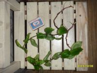 Лот: 15145935. Фото: 2. Каллизия Конгеста, редкий. Комнатные растения и уход
