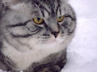 Лот: 4119175. Фото: 6. Nikon coolpix p510