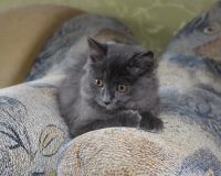 Лот: 4268184. Фото: 4. Котёнок. Красноярск