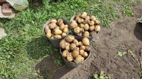 Лот: 20745821. Фото: 2. Картофель свежего урожая. Продукты