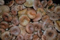 Лот: 5986856. Фото: 2. Продам рыжики на засолку и на... Продукты