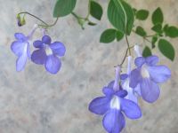 Лот: 7918545. Фото: 3. Стрептокарпелла Concord Blue. Растения и животные