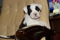 Лот: 8001446. Фото: 3. Американский Стаффордширский Терьер... Растения и животные