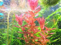 Лот: 10493184. Фото: 5. Ротала Макрандра красная - Rotala...