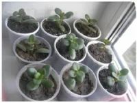 Лот: 10073965. Фото: 3. Толстянка (денежное дерево) детки... Растения и животные