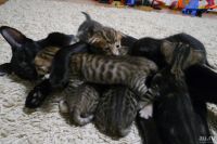 Лот: 13291838. Фото: 3. ориентальная котобанда. Растения и животные