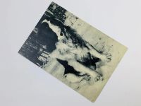 Лот: 23296542. Фото: 2. Сенбернар. Открытка. 1969. Открытки, билеты и др.