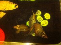 Лот: 6863572. Фото: 4. улитки Ахатины 2 по 11,6 см... Красноярск