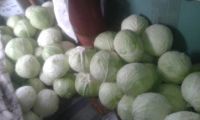 Лот: 6183091. Фото: 2. капуста с деревни,своя, почищенная... Продукты